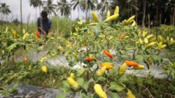 Harga Ketahanan Pangan usai Libur Panjang, Bawang dan Aneka Cabai Kompak Meroket