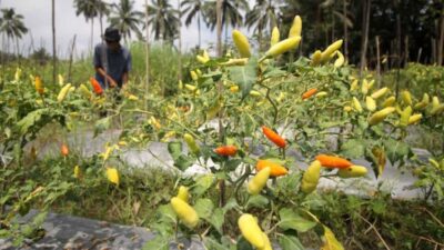Harga Ketahanan Pangan usai Libur Panjang, Bawang dan Aneka Cabai Kompak Meroket
